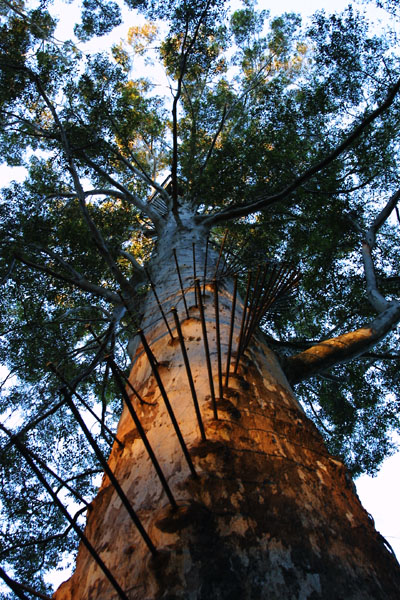 Bushfire lookout tree