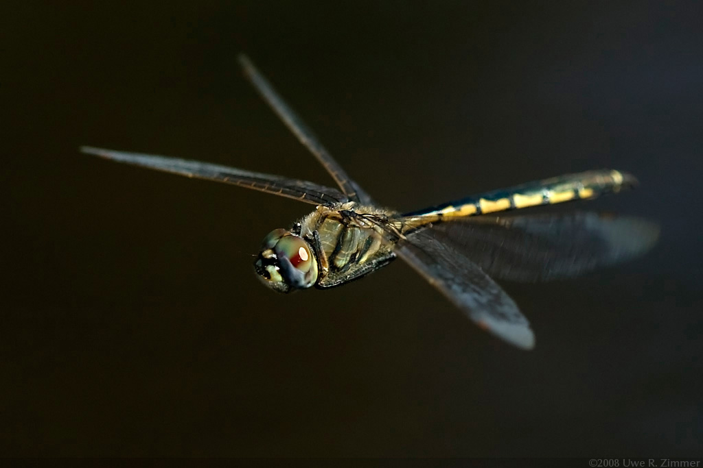 Dragonfly (in-flight macro)