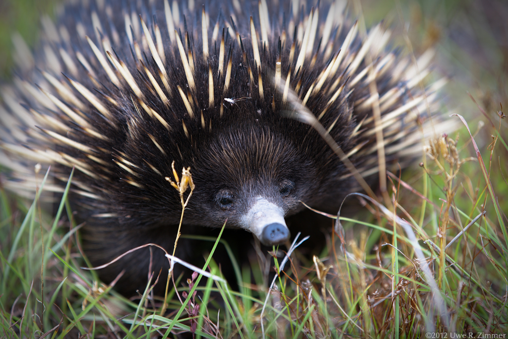 echidna prize figure