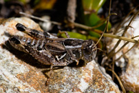 Australian Wingless Grasshopper