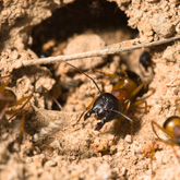 Banded Sugar Ant