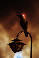 The Blind Raven